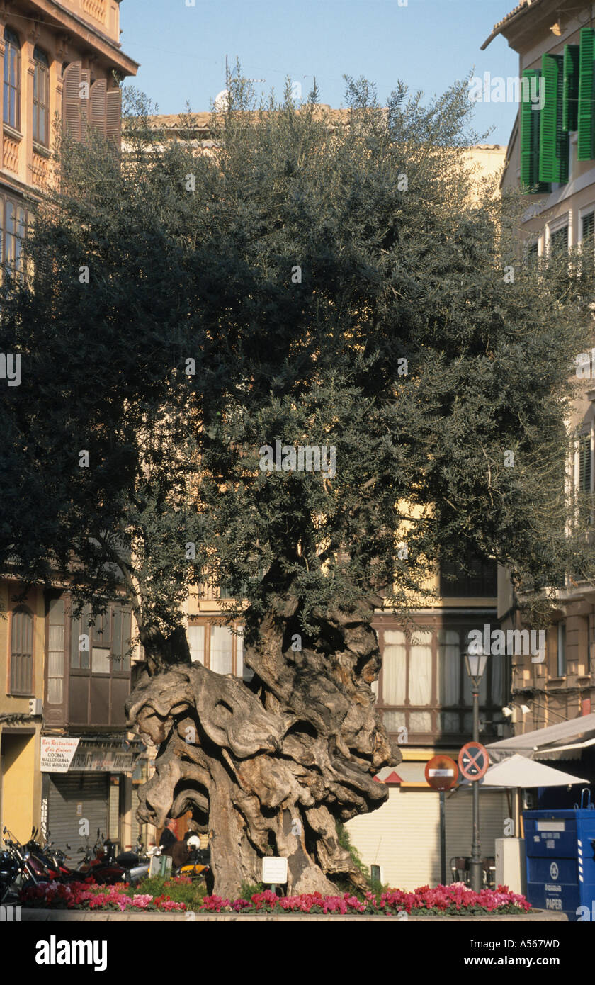 Palma de Mallorca Placa de Cort - old olive tree Stock Photo