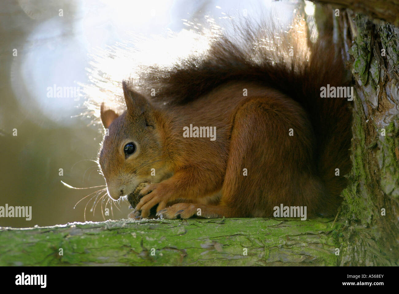 Eichhoernchen Sciurus vulgaris, European Squirrel Stock Photo