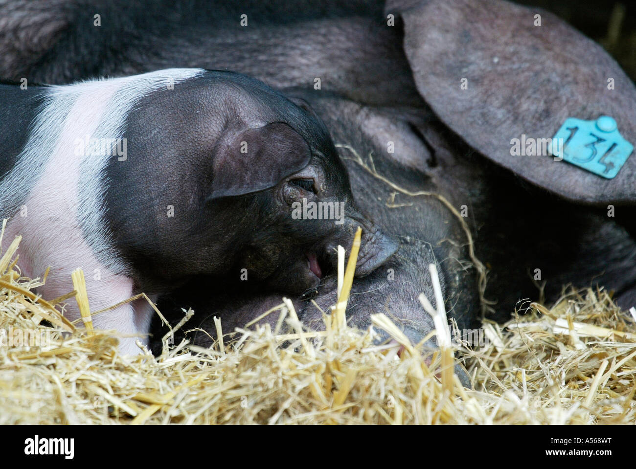 Hallisches Schwein, German Schwaebisch-Hallisch Farmpig Stock Photo
