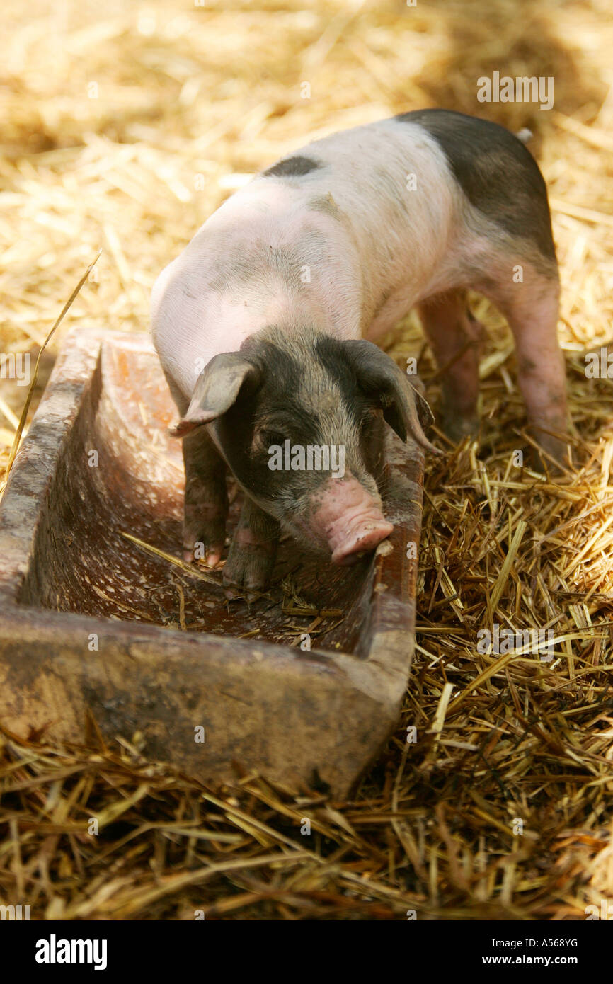 Hallisches Schwein, German Schwaebisch-Hallisch Farmpig Stock Photo