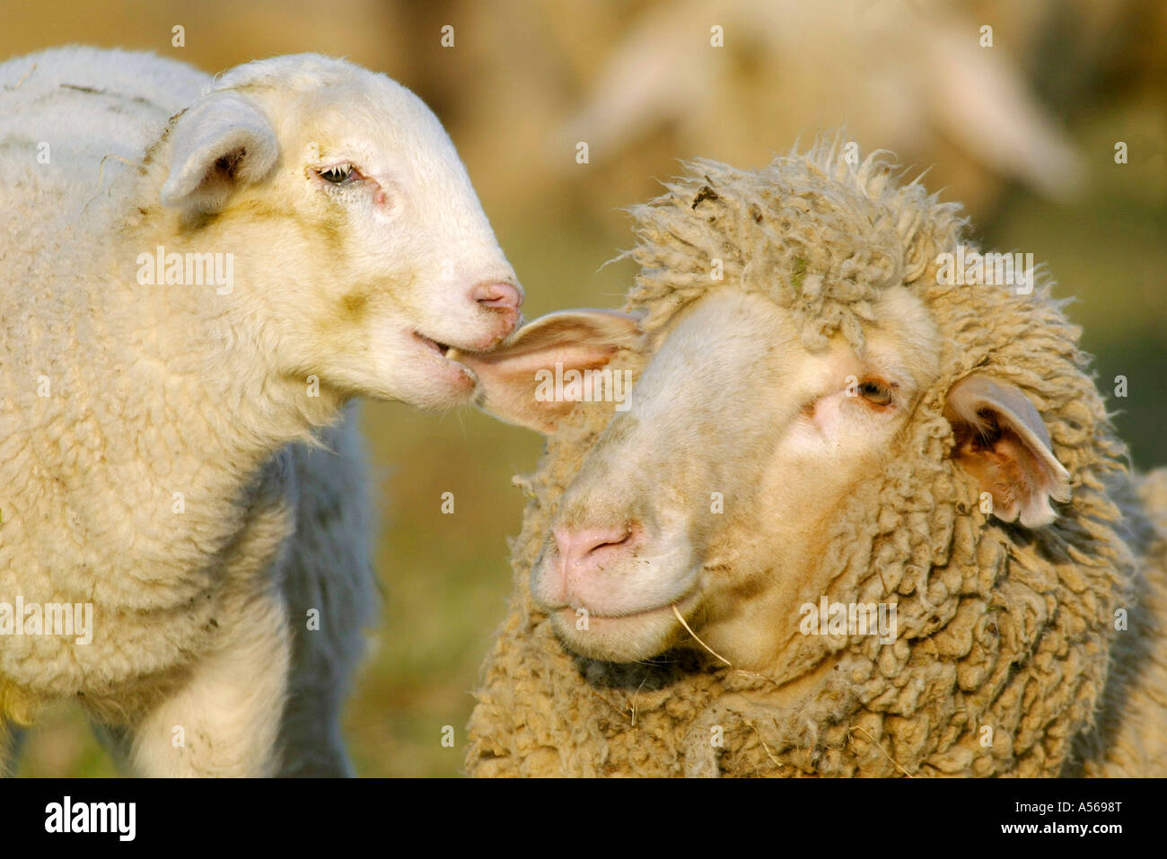 Merino Sheep, Merino Landschaf, Lamm, Lamb Stock Photo Alamy