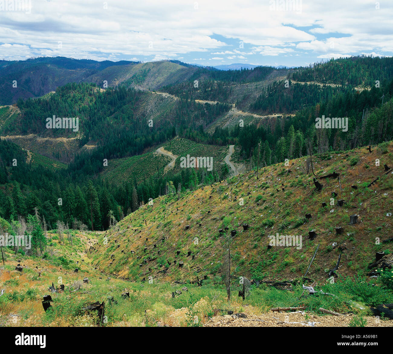 Clearcut area with mountains beyond Stock Photo