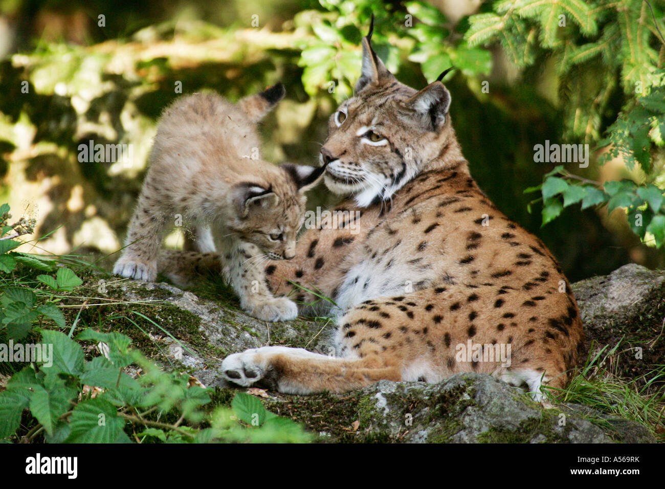 Luchs, Lynx lynx, European Lynx, Germany, Europe Stock Photo - Alamy