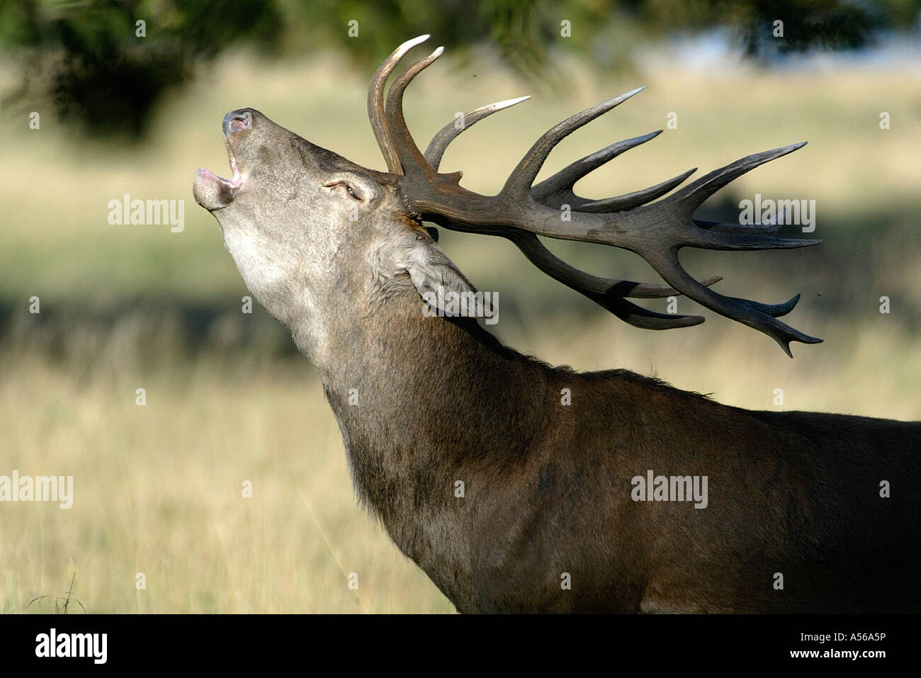 Red Deer, Rothirsch, Cervus Elaphus, Europe Stock Photo