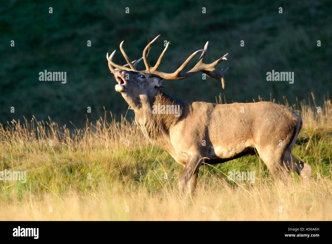 Red Deer, Rothirsch, Cervus Elaphus, Europe Stock Photo