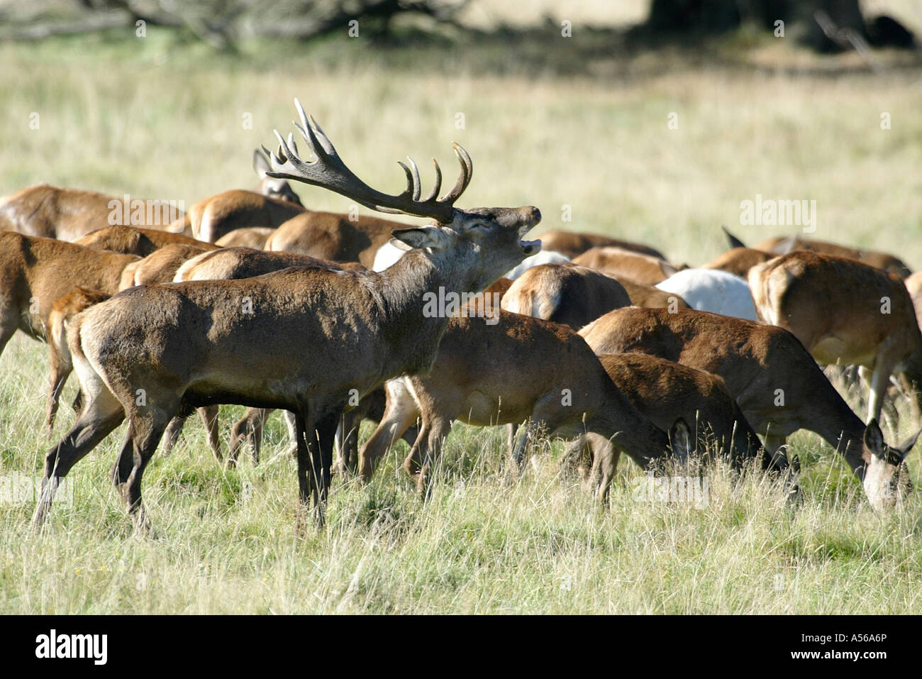 Red Deer, Rothirsch, Cervus Elaphus, Europe Stock Photo