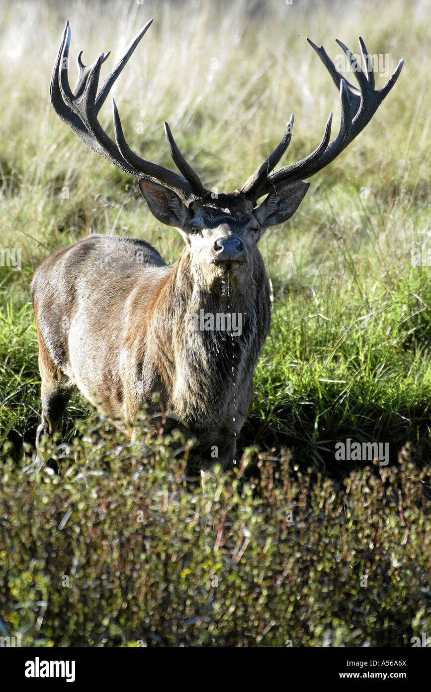 Red Deer, Rothirsch, Cervus Elaphus, Europe Stock Photo