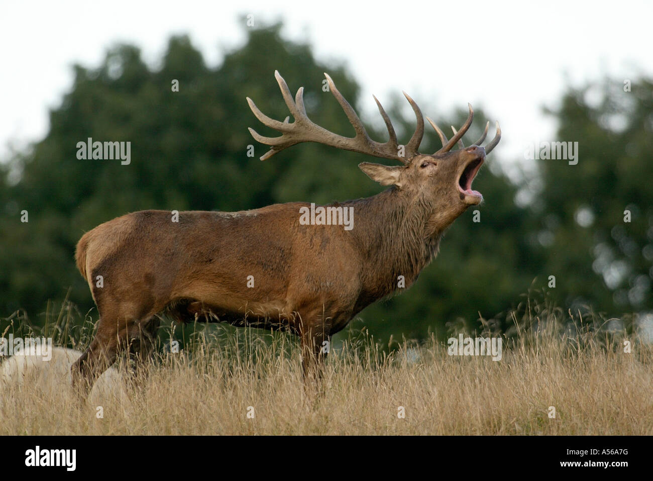 Red Deer, Rothirsch, Cervus Elaphus, Europe Stock Photo