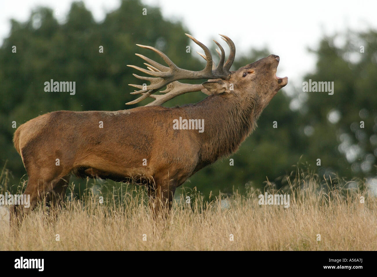 Red Deer, Rothirsch, Cervus Elaphus, Europe Stock Photo