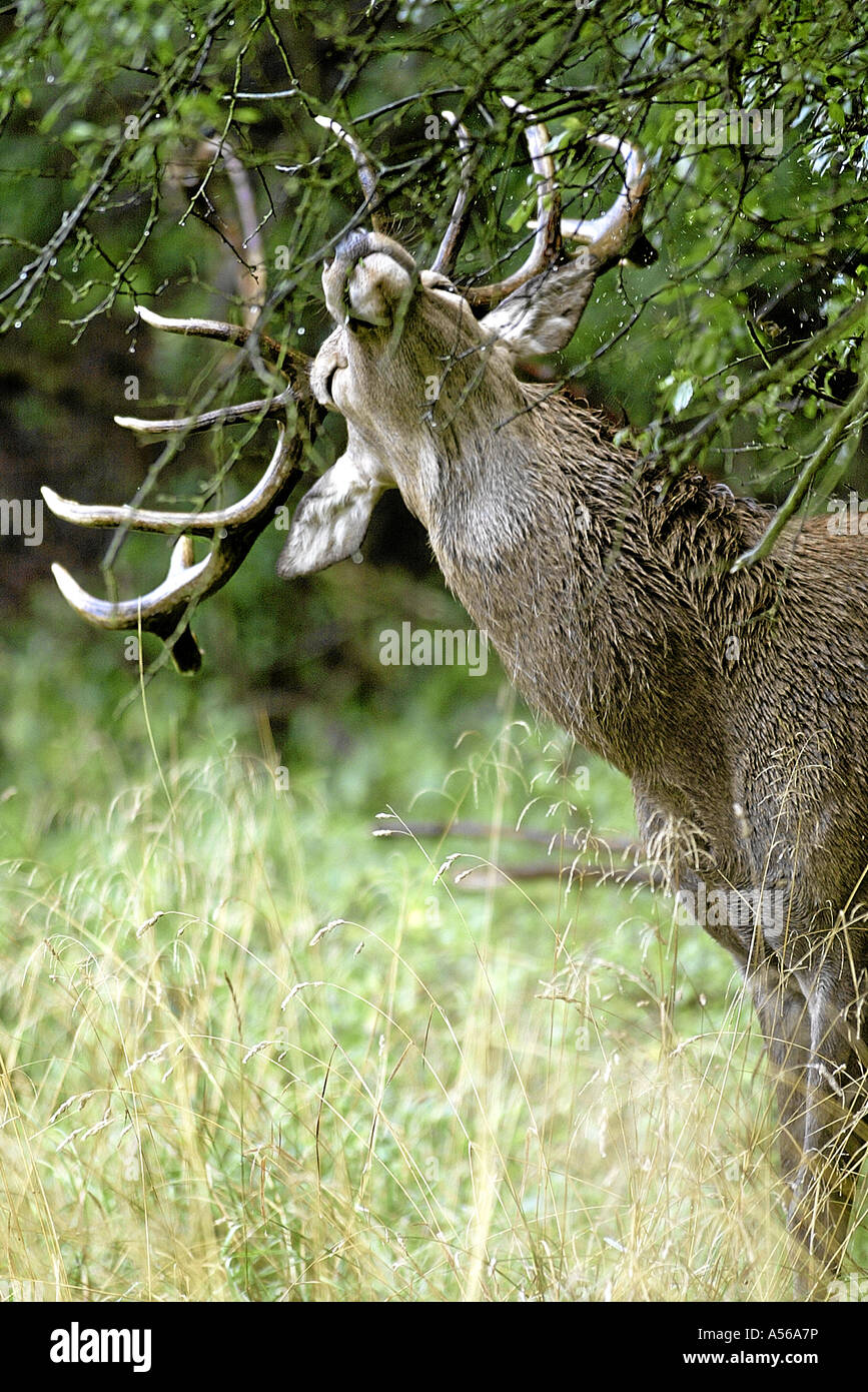 Red Deer, Rothirsch, Cervus Elaphus, Europe Stock Photo