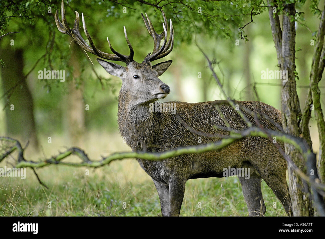 Red Deer, Rothirsch, Cervus Elaphus, Europe Stock Photo