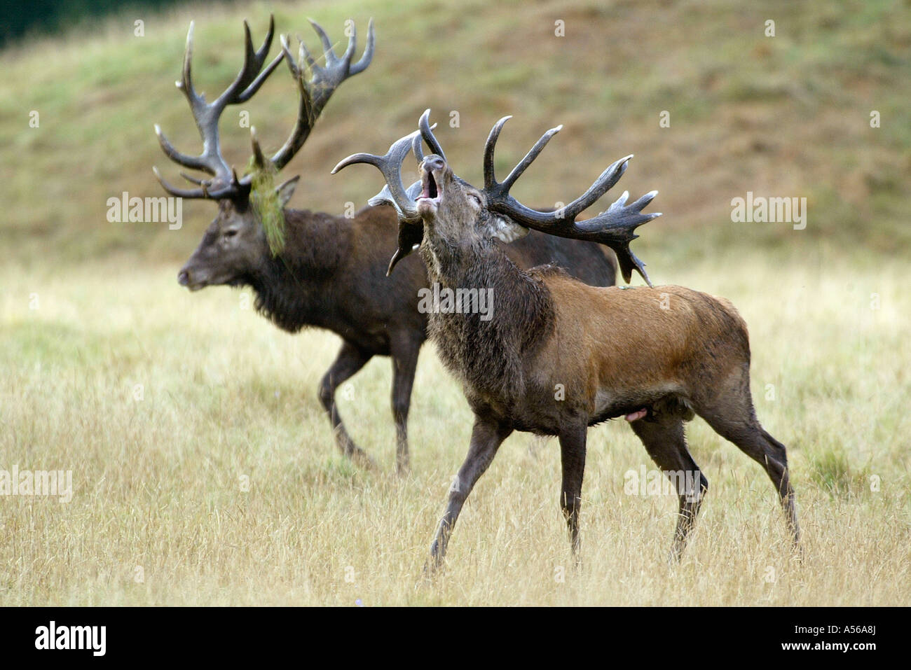 Red Deer, Rothirsch, Cervus Elaphus, Europe Stock Photo