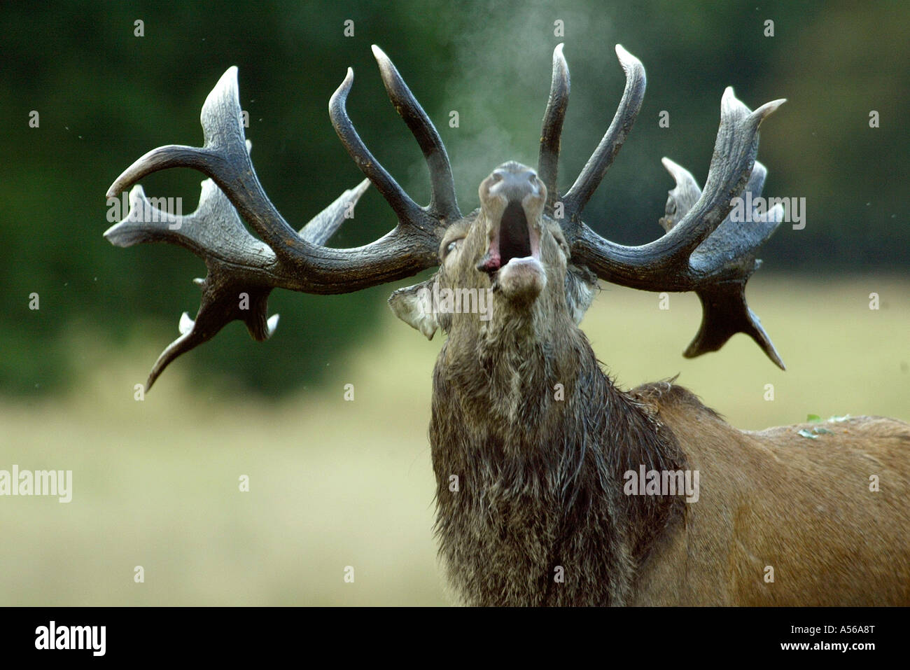 Red Deer, Rothirsch, Cervus Elaphus, Europe Stock Photo