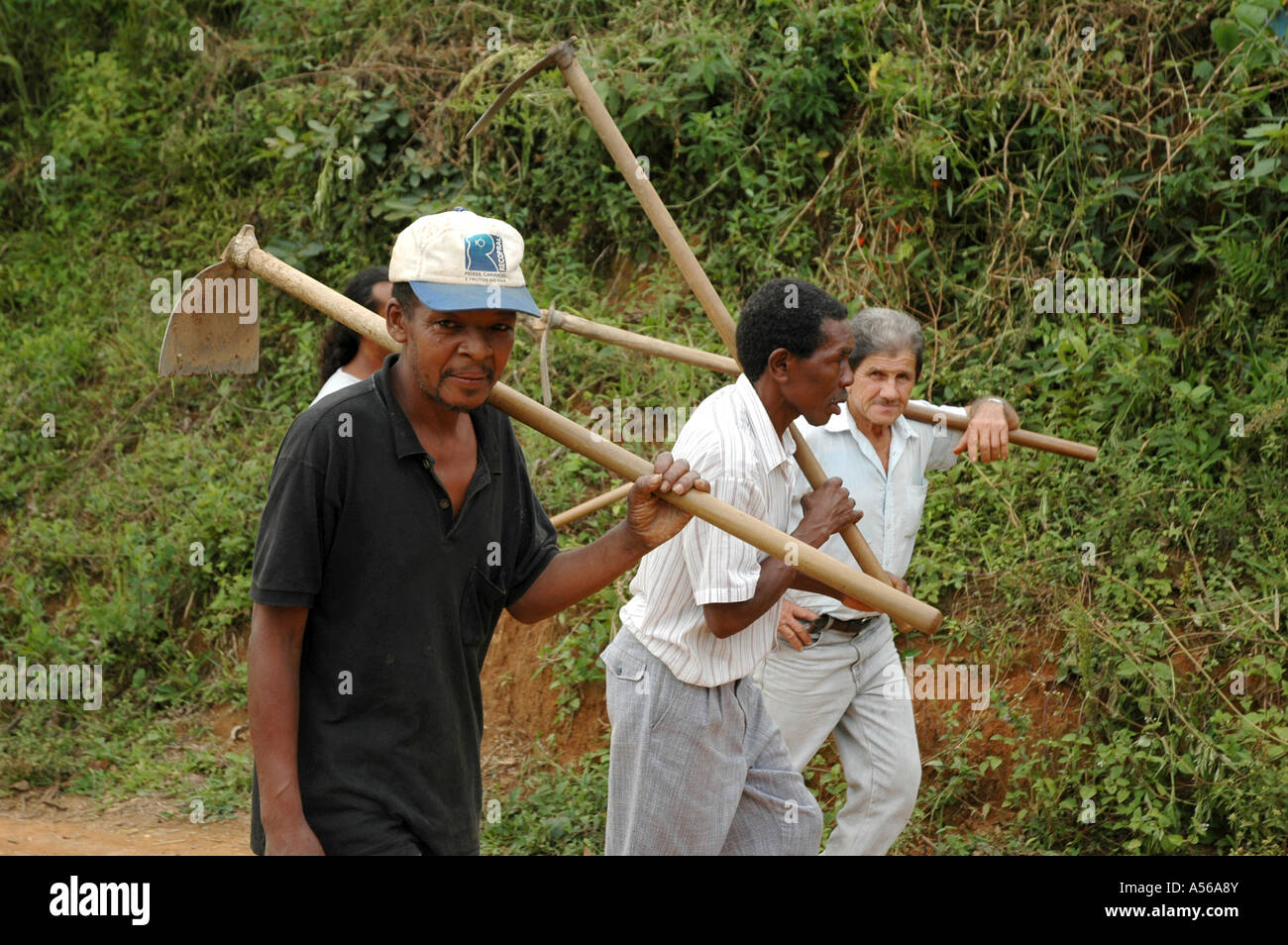 Painet iy8187 brazil farmers carrying hoes walk maize fields santana quilombo quatis rio janeiro state settlement african Stock Photo