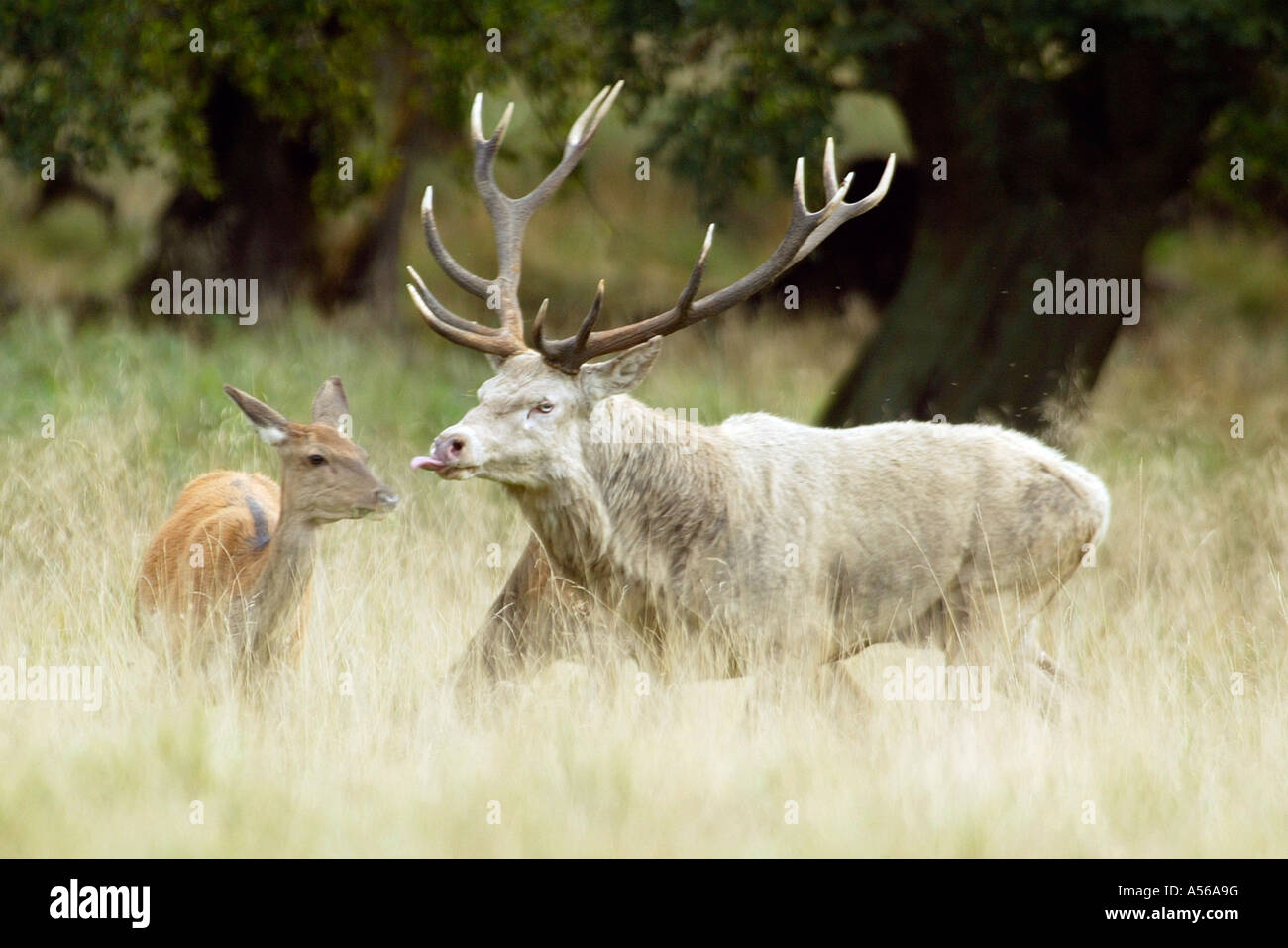 Red Deer, Rothirsch, Cervus Elaphus, Europe Stock Photo