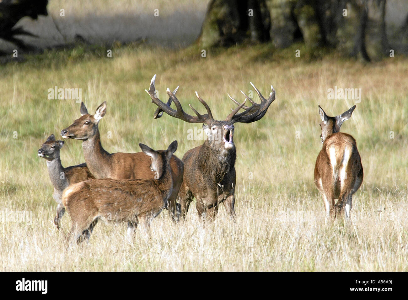 Red Deer, Rothirsch, Cervus Elaphus, Europe Stock Photo