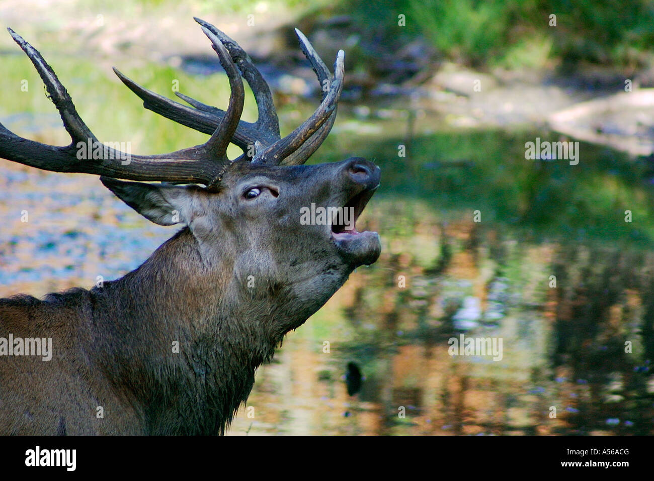 Red Deer, Rothirsch, Cervus Elaphus, Europe Stock Photo