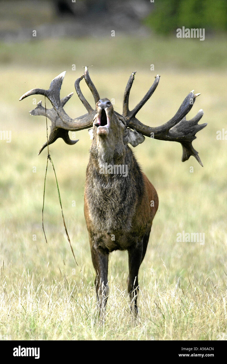 Red Deer, Rothirsch, Cervus Elaphus, Europe Stock Photo