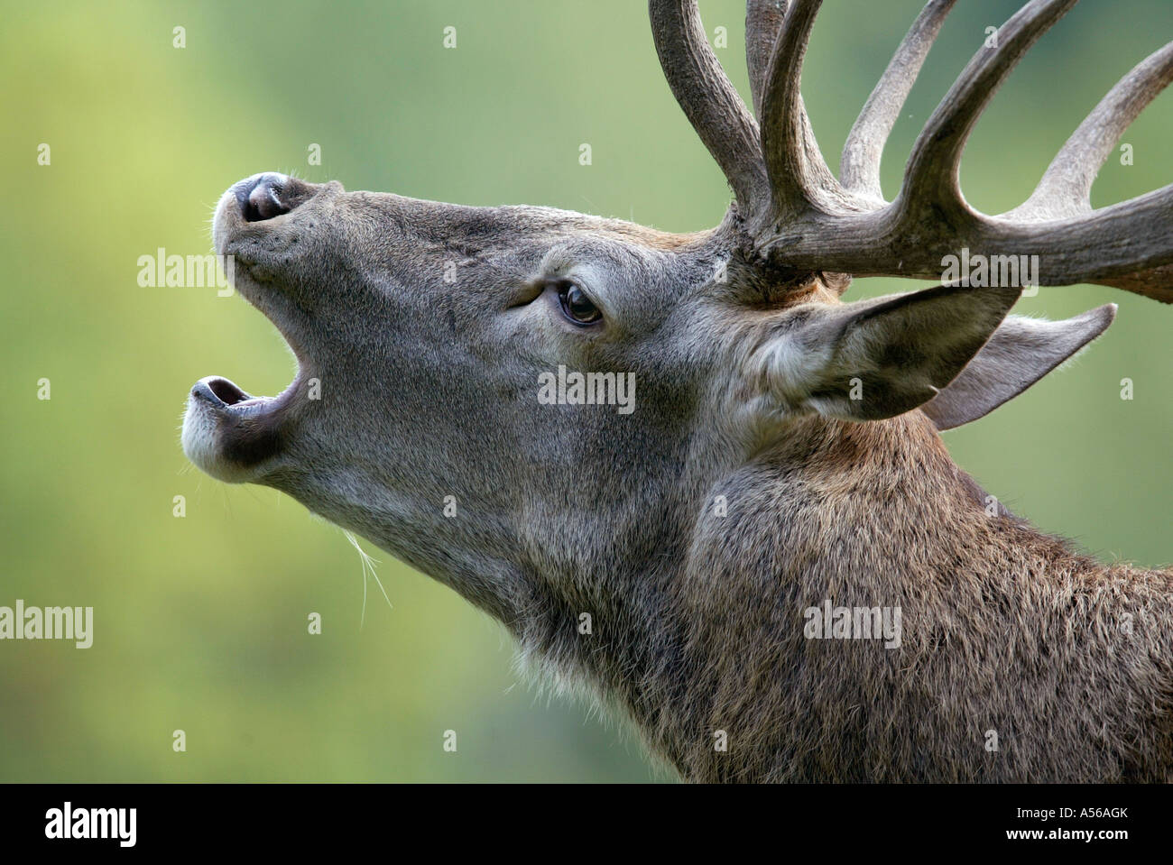 Red Deer, Rothirsch, Cervus Elaphus, Europe Stock Photo