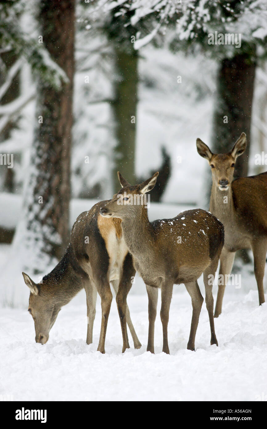 Red Deer, Rothirsch, Cervus Elaphus, Europe Stock Photo