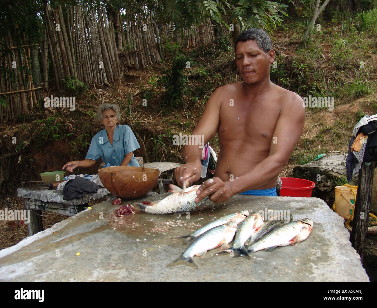 Painet iy8228 colombia fisherman cleaning fish rio magdalena barrancabermeja photo 2005 country developing nation less Stock Photo