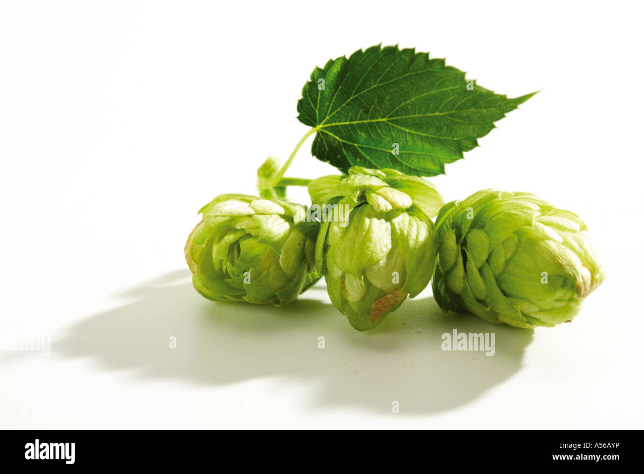 Two hop umbels, close-up Stock Photo
