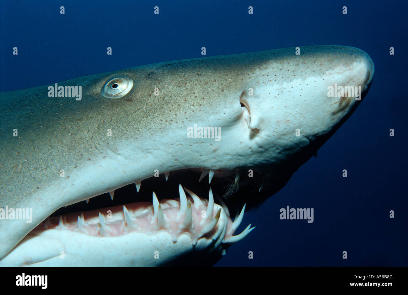 Nurse shark teeth hi-res stock photography and images - Alamy