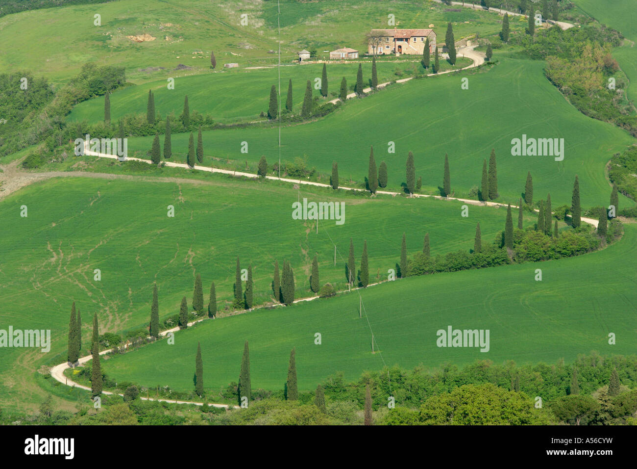 with cypress trees Cupressus sempervivens skirted zig zag road with farm Tuscany Italy Stock Photo