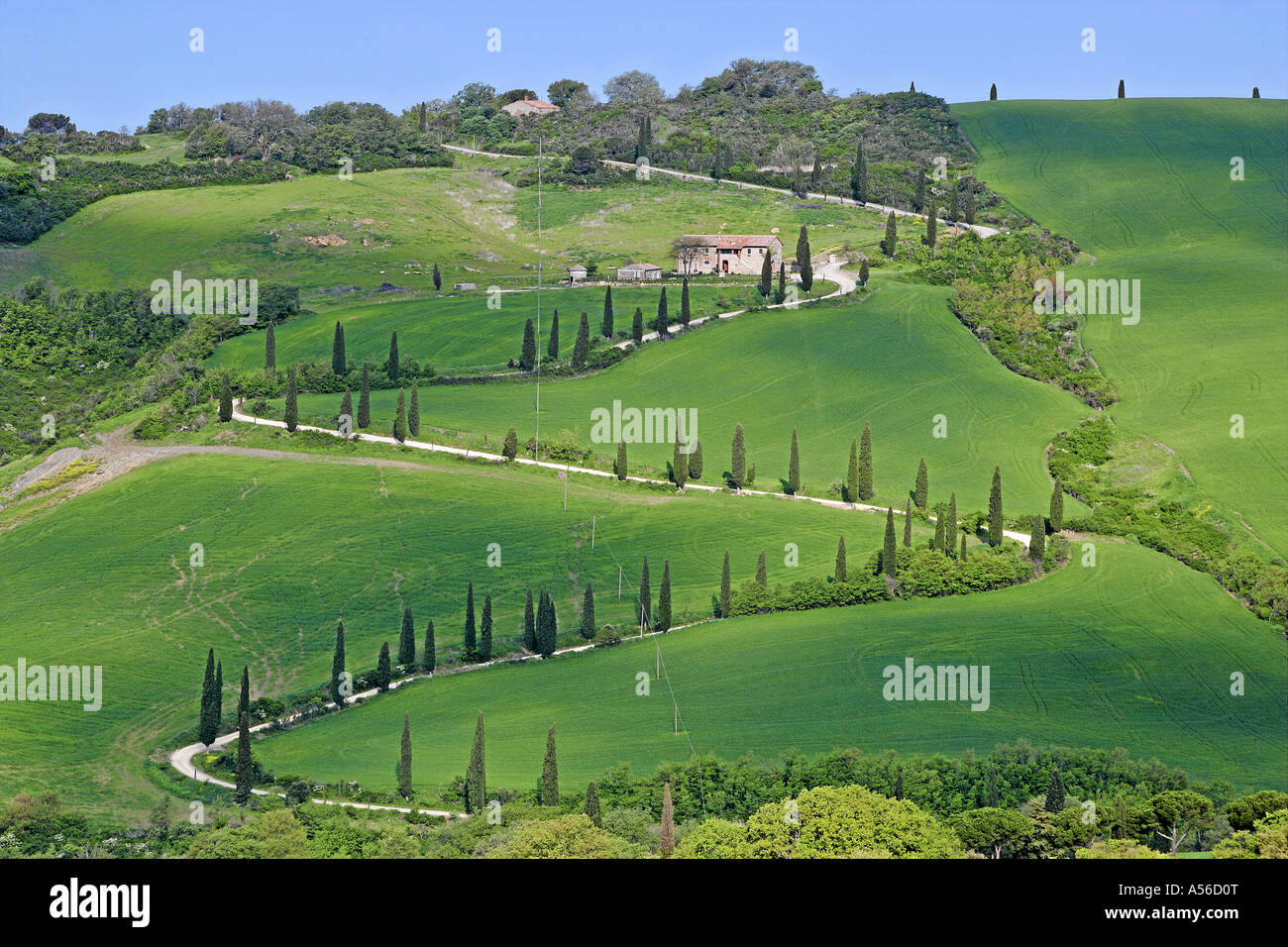 with cypress trees Cupressus sempervivens skirted zig zag road with farm Tuscany Italy Stock Photo