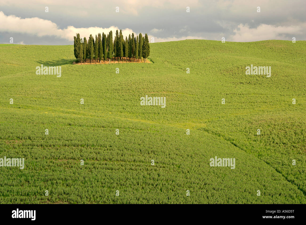 Italien grove of cypress trees Cupressus sempervirens on a hill in Val d Orcia Tuscany Italy Stock Photo