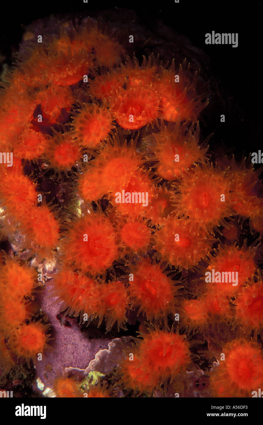 Orange Cup Coral Balanophyllia elegans  Stock Photo