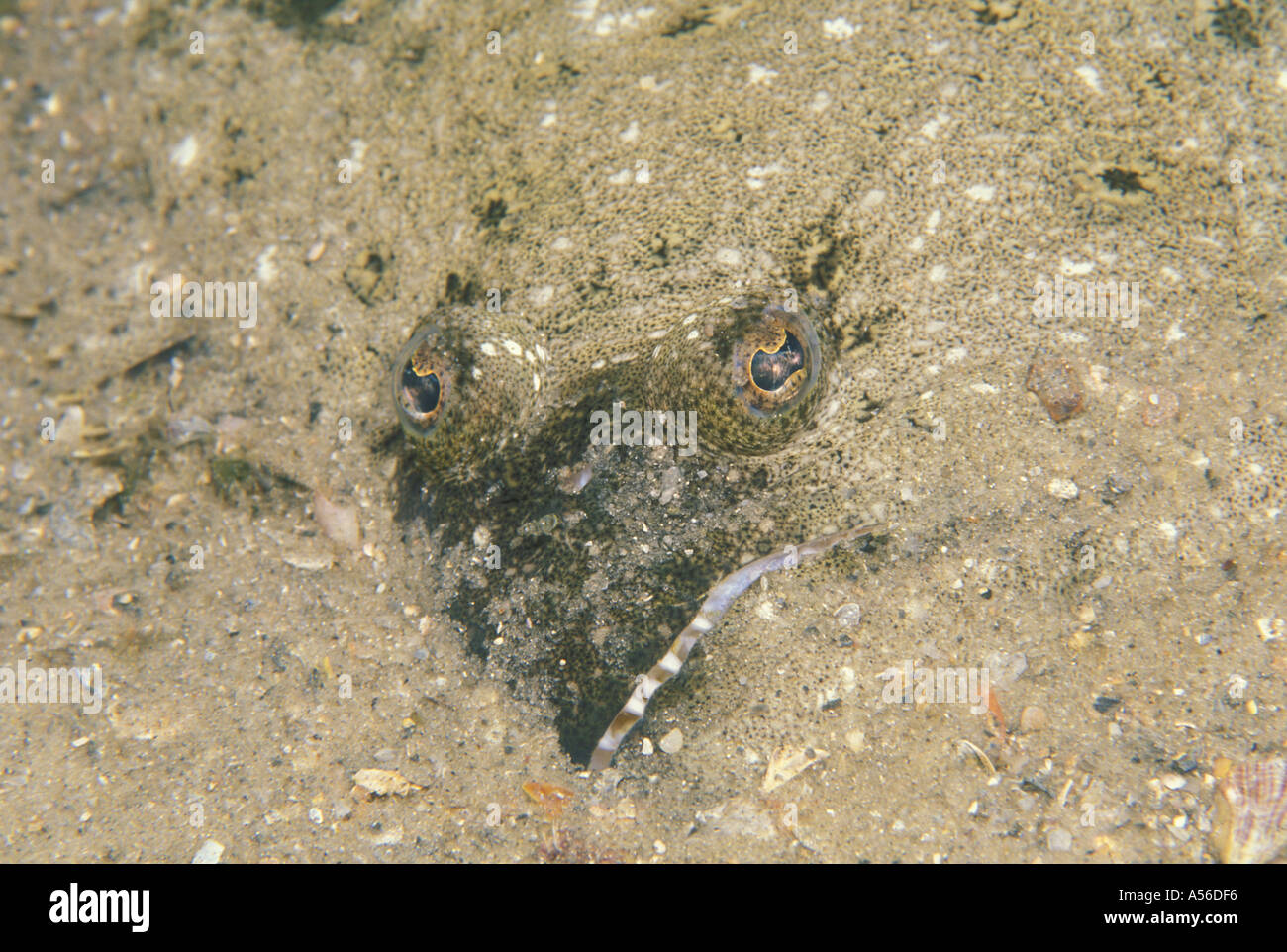 Gulf Flounder Paralichthys albigutta Stock Photo Alamy