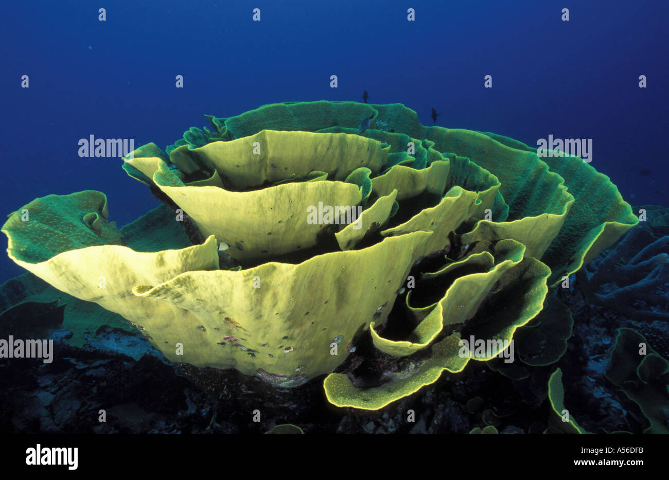 Lettuce Coral Echinopora pacificus Stock Photo Alamy