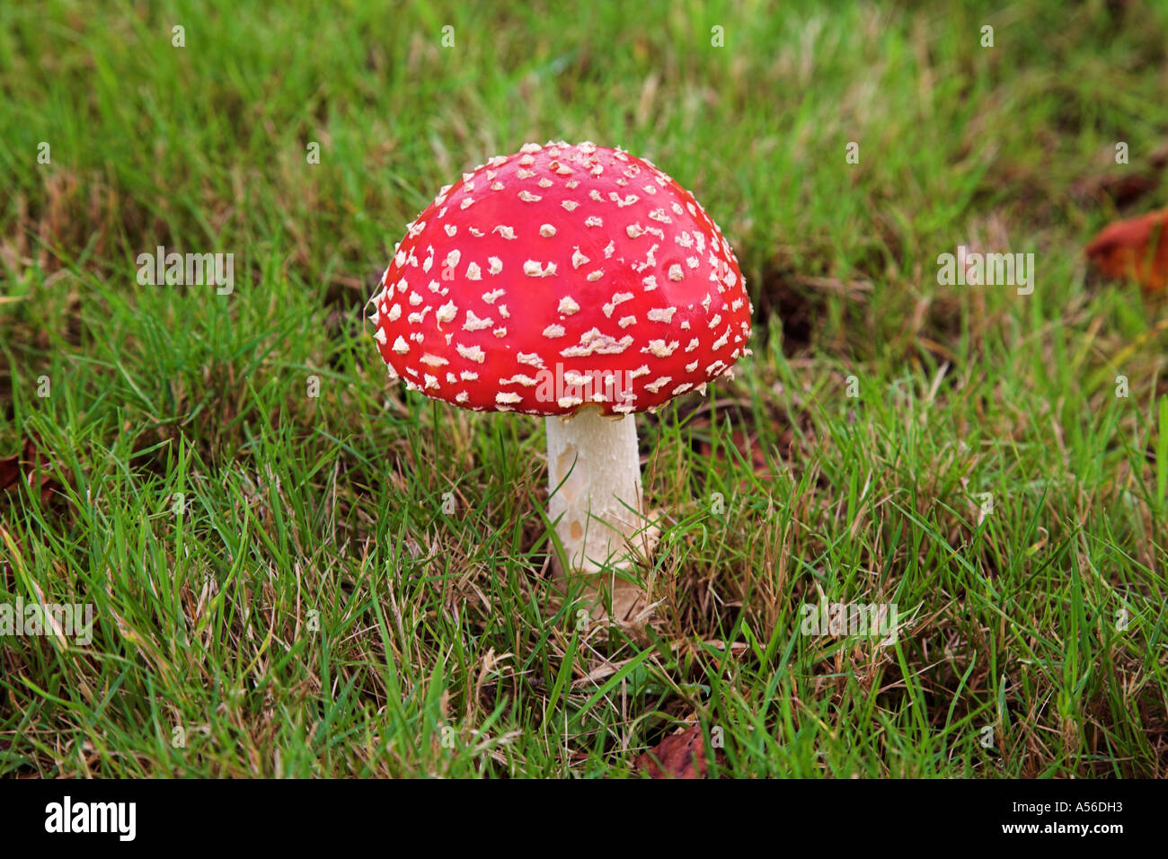 Small Fly Agaric Amanita Muscaria in grass field Stock Photo