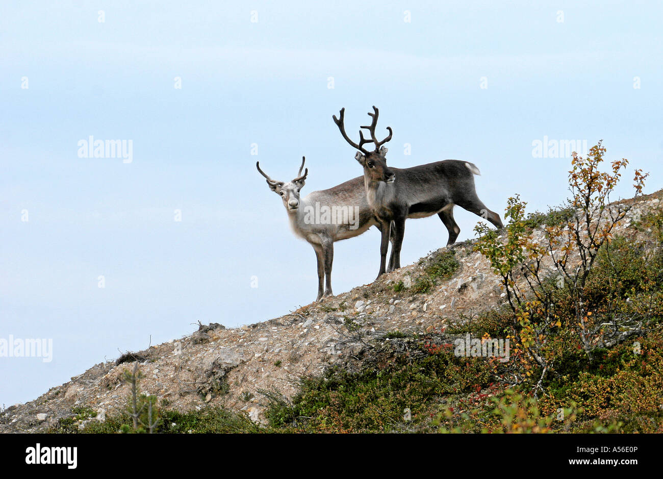 Rentiere Schweden Region Flatruet Reender sweden Stock Photo - Alamy