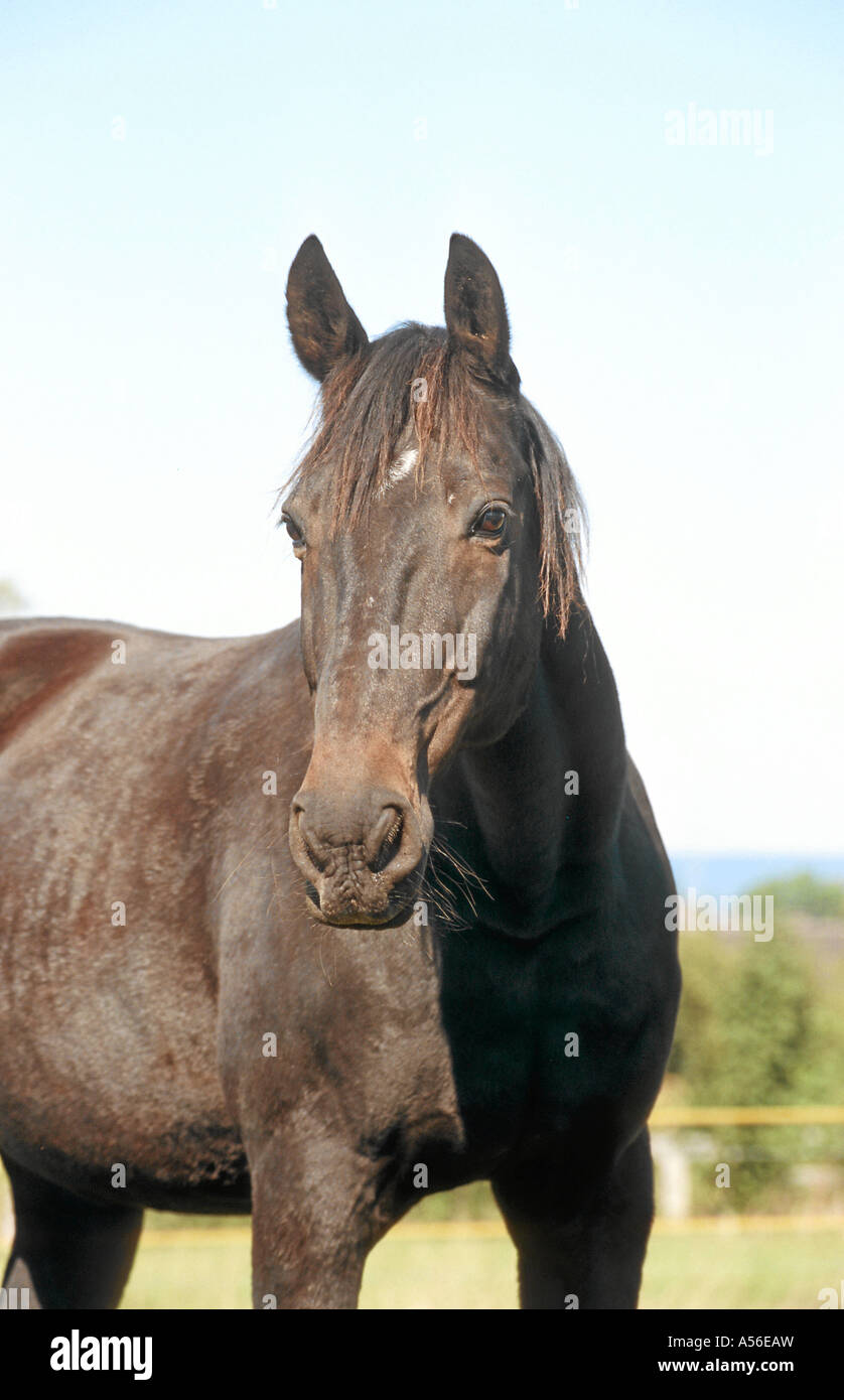 Russisches russland hi-res stock photography and images - Alamy