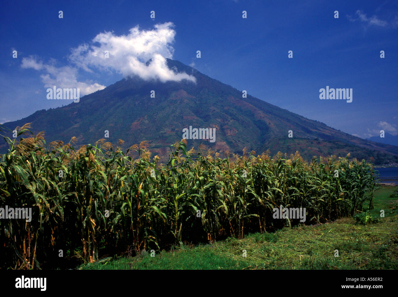 corn crop, stratovolcano, dormant volcano, San Pedro Volcano, Santiago Atitlan, Tzutujil Maya, Solola Department, Guatemala, Central America Stock Photo