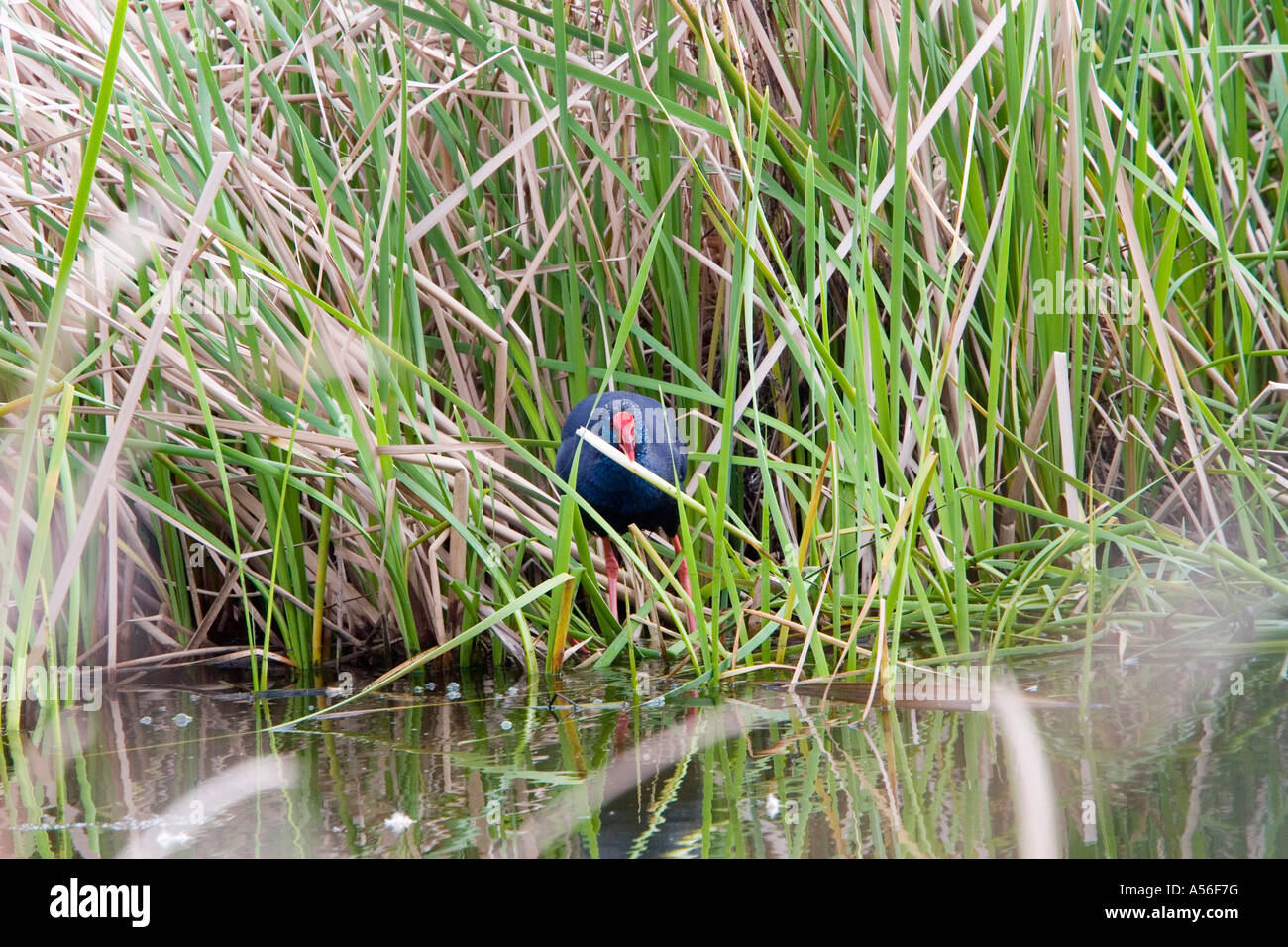 Purple swamp hen collecting nesting matteral Stock Photo