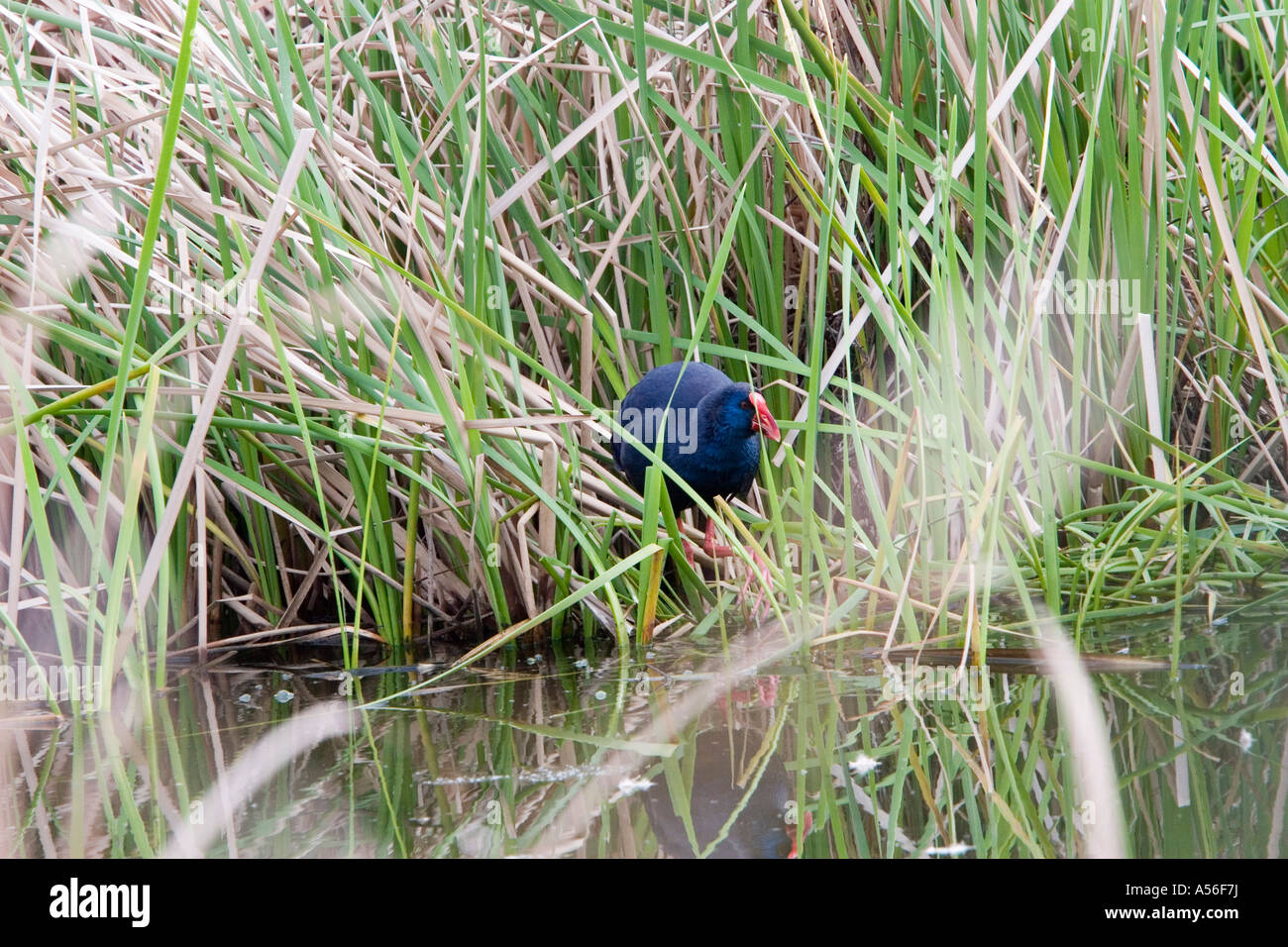 the rare purple swamp hen in reed beds Extremadura Spain Stock Photo ...