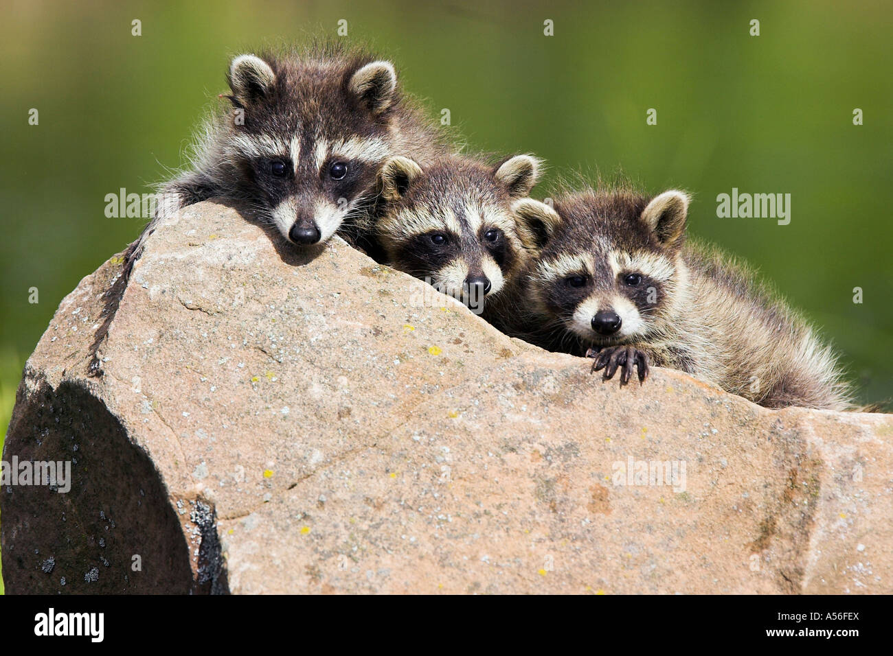 Waschbär Procyon lotor Raccon Young Minnesota USA cub Stock Photo