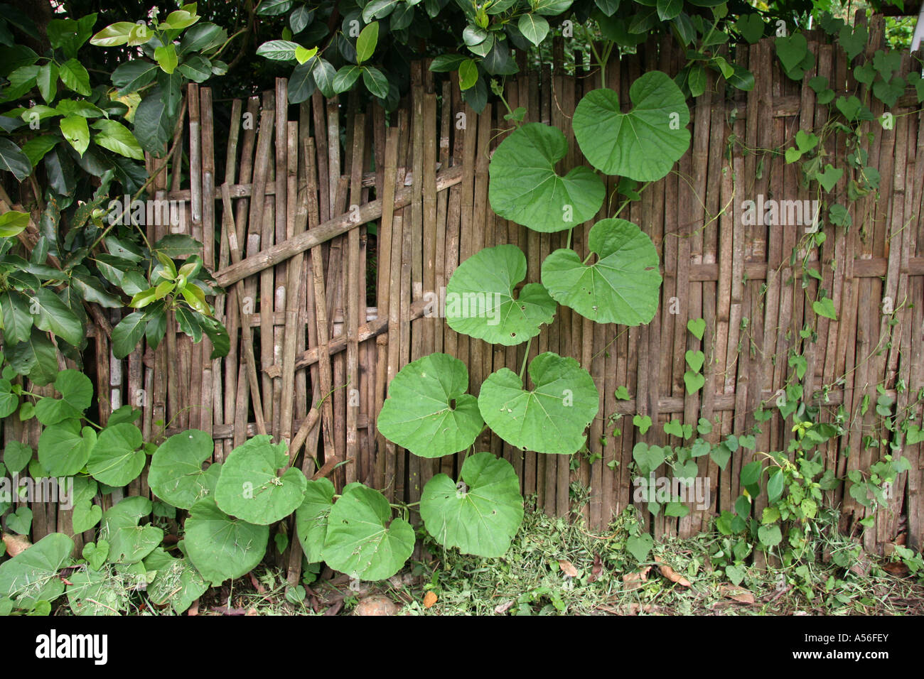 Painet iy8452 thailand detal bamboo fence photo 2005 country developing nation less economically developed culture emerging Stock Photo