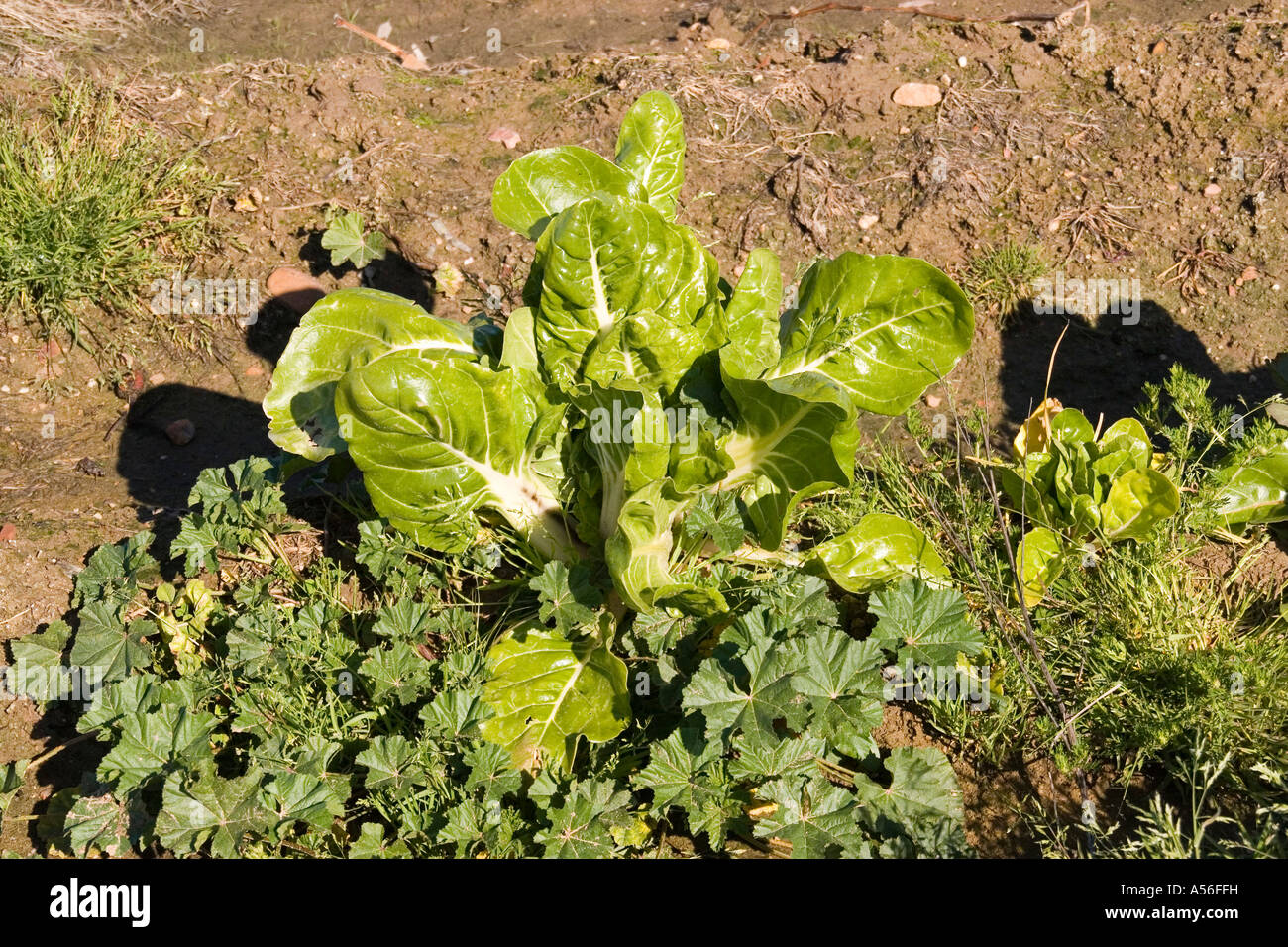 spinach plants leaves Stock Photo