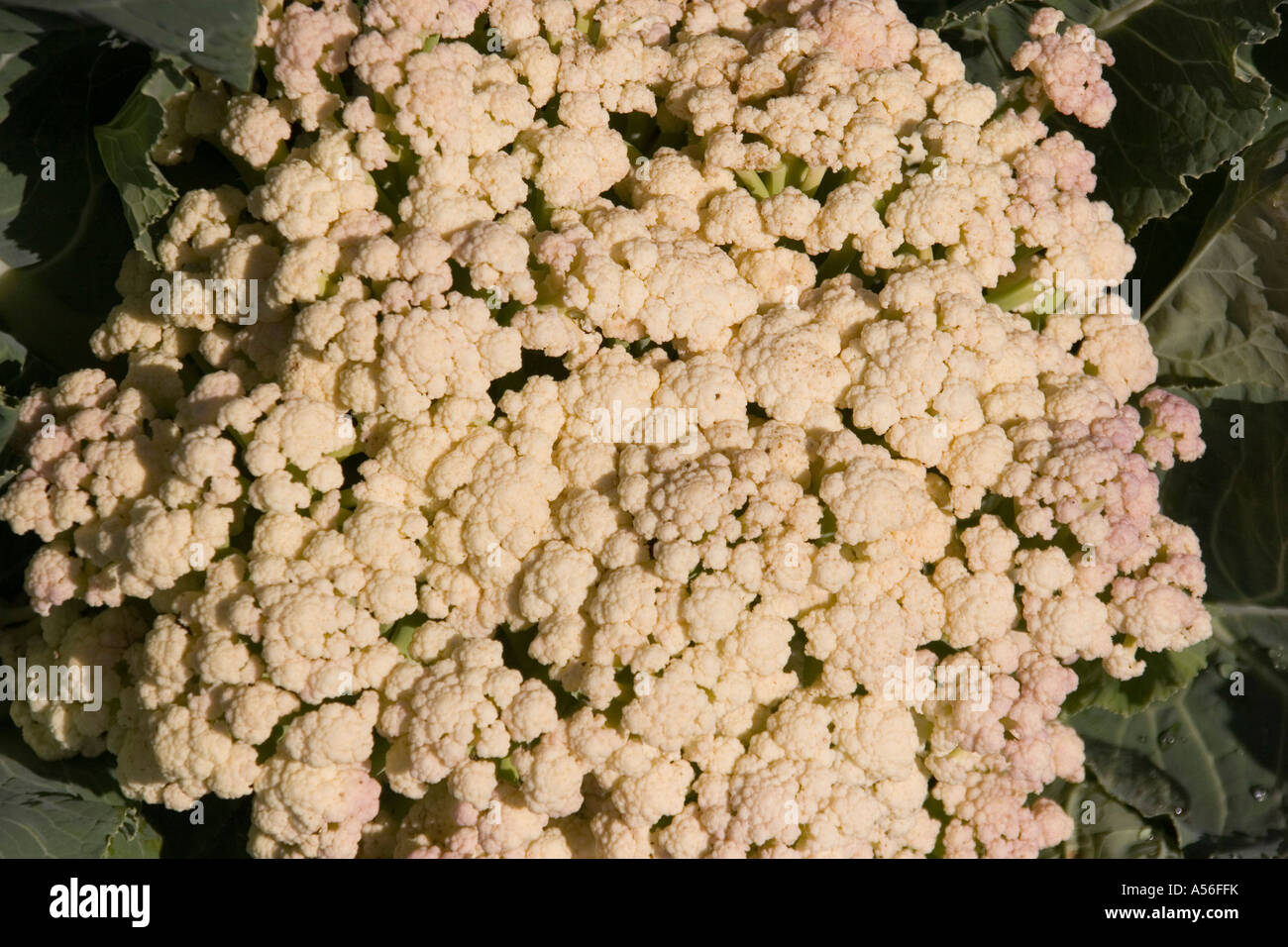 cauliflower head Stock Photo