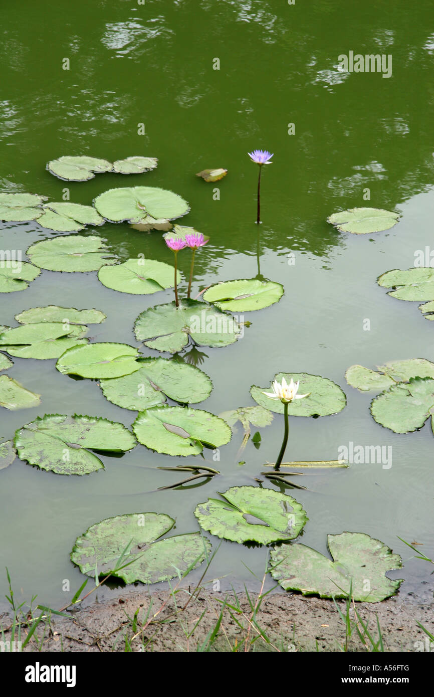 Painet iy8475 thailand lotus blossoms pond nakhon pathom photo 2005 country developing nation less economically developed Stock Photo