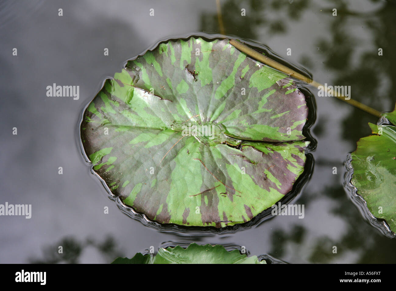 Painet iy8487 thailand lotus leaf photo 2005 country developing nation less economically developed culture emerging market Stock Photo