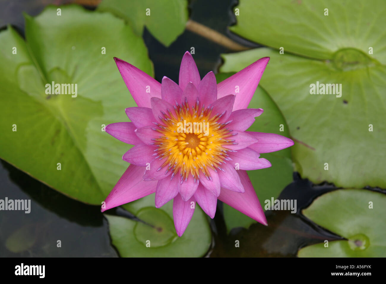 Painet iy8489 thailand lotus flower photo 2005 country developing nation less economically developed culture emerging market Stock Photo