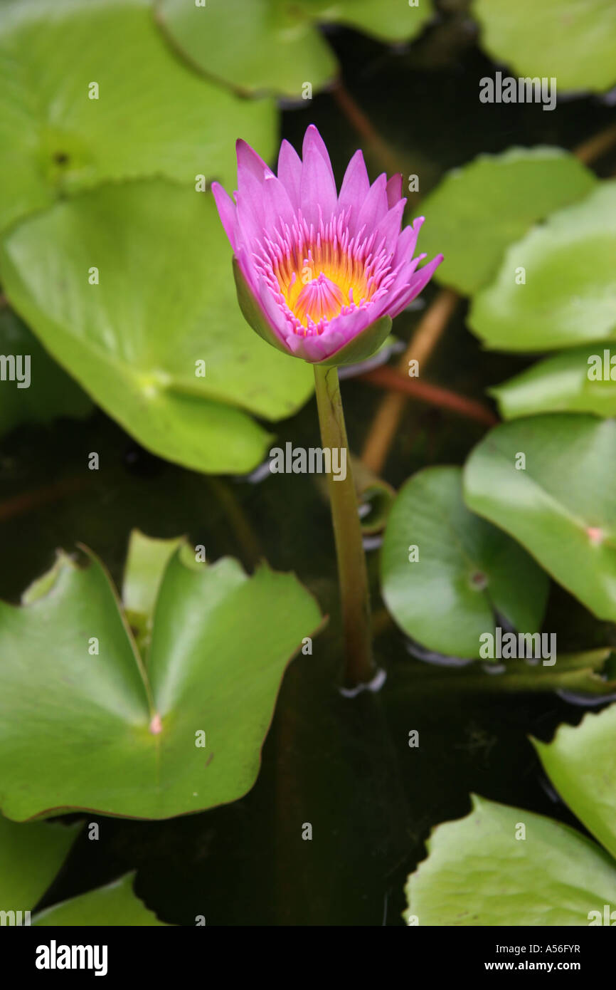 Painet iy8490 thailand lotus flower photo 2005 country developing nation less economically developed culture emerging market Stock Photo