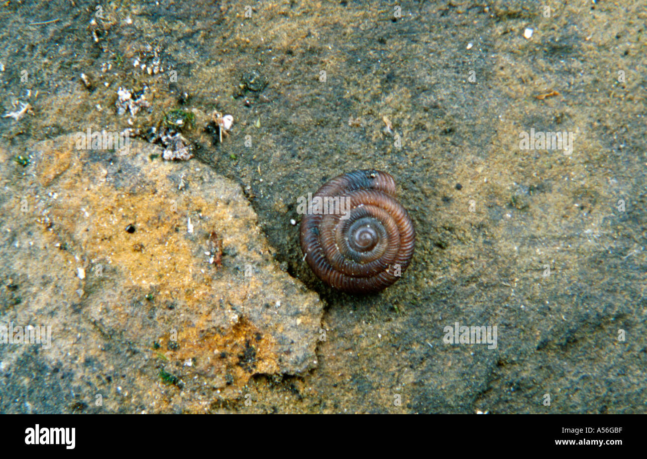 A very common snail; Discus rotundatus Stock Photo Alamy