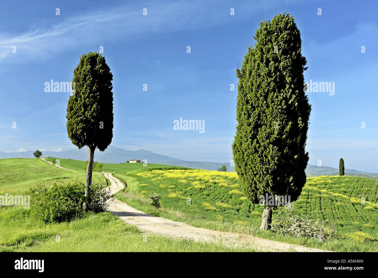 Toskana Italien landscape in Tuscany with hills a farm and cypress trees Cupressus sempervivens Val d Orcia Tuscany Italy Stock Photo
