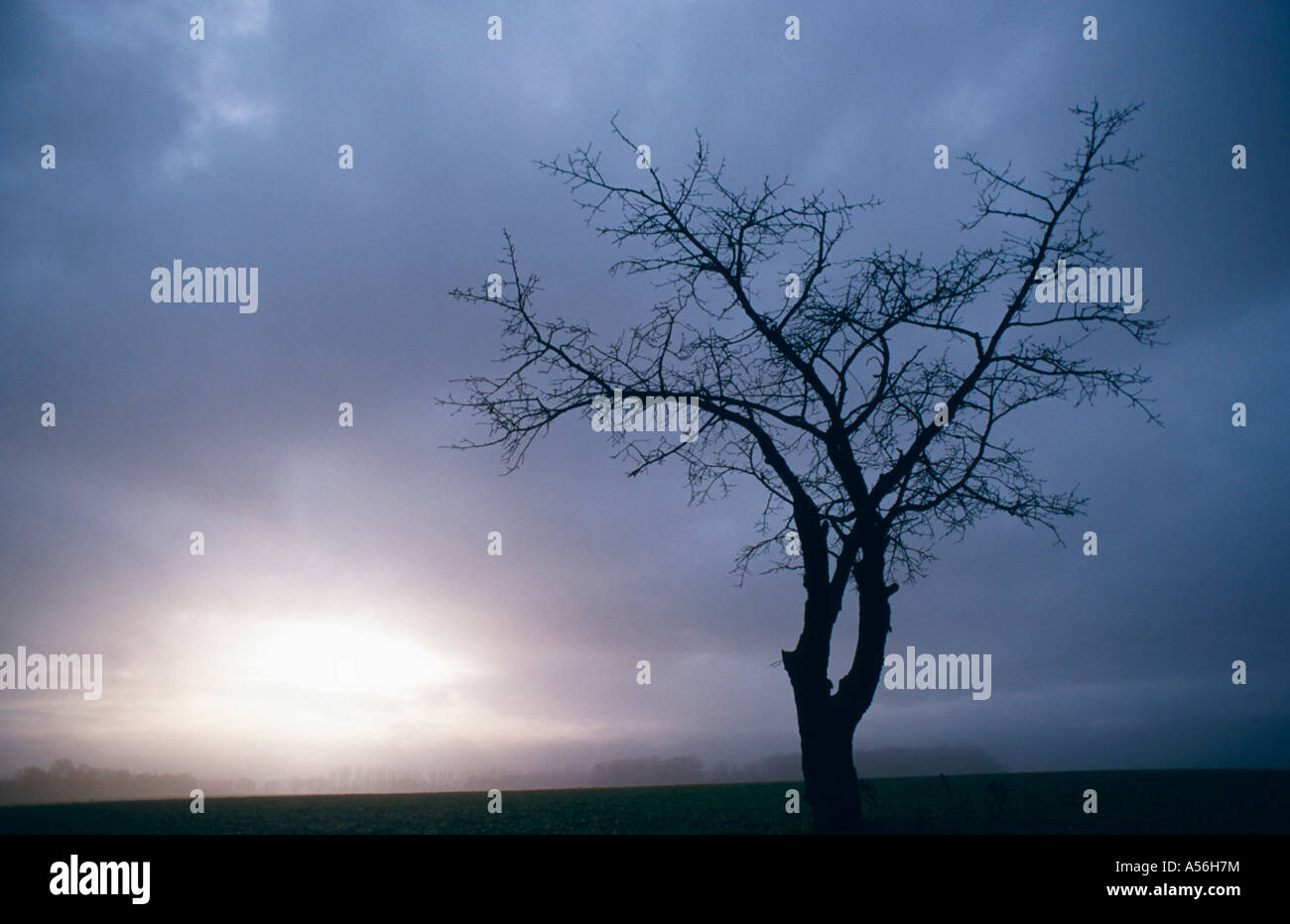 Kahler Baum Vor Grauer Wolkenwand Tod Trauer Leid Schmerz Abschied Stock Photo Alamy